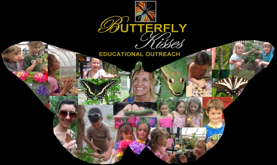 butterfly releases